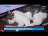 Conbienestar: Los gatos como remedio al estrés