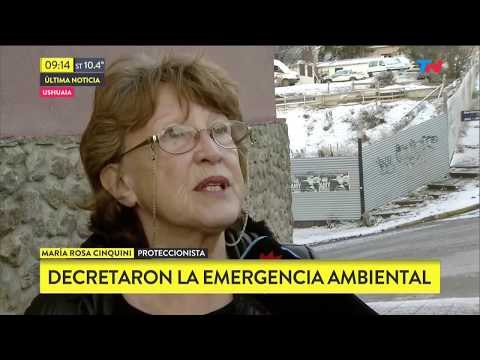 30 mil perros sin dueño en Usuahia: Declaran emergencia ambiental