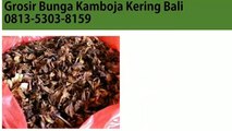 HARGA PALING MURAH!!! 0813-5303-8159,Agen Bunga Kamboja Kering Pasuruan