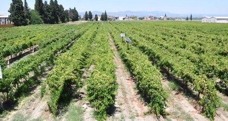 Üzüm İçin Sigortalama Süresi 28 Şubat'ta Sona Eriyor