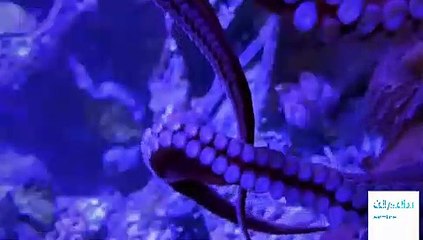 Austin City Limits - Season 44 Episode 13 - Buddy Guy / August Greene