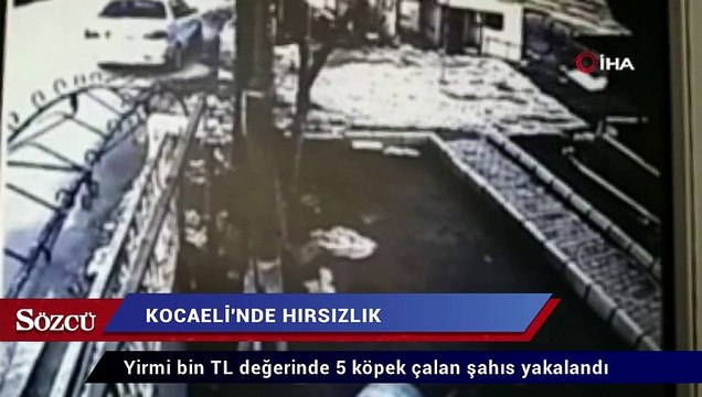 Yirmi bin TL değerinde 5 köpek çalan şahıs yakalandı