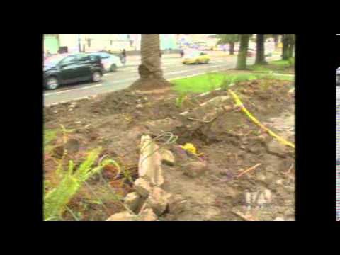 Inició la re-ubicación de las palmeras de la avenida Naciones Unidas