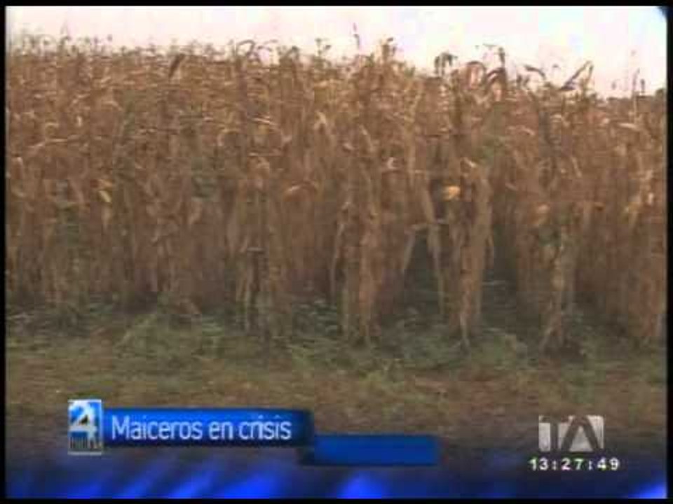 maiceros