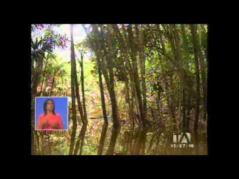 Ejecutivo debe realizar trámites legales antes de iniciar con la explotación en el Yasuní