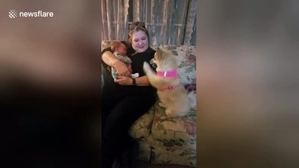 Excited dog enthusiastically waves at newborn baby in first meeting