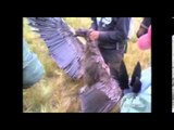 Autoridades investigan la caza de un Cóndor al sur de Cuenca
