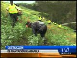 Autoridades tungurahuenses destruyeron una plantación de amapola en Quisapincha