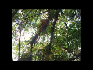 Así colabora el Yasuní a la reducción del calentamiento global