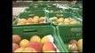 700 cajas de mangos provenientes de Perú fueron decomisadas