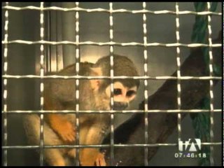 Una tortuga rescatada en Quito fue entregada al fondo Tueri