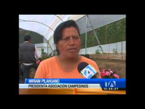 200 mil plantas ornamentales son producidas mensualmente en Patate, Tungurahua