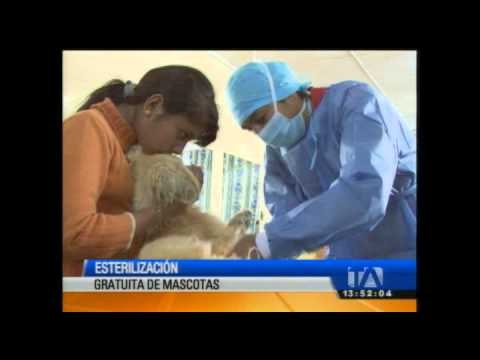 Esterilización gratuita de mascotas en Checa, en el valle de Tumbaco