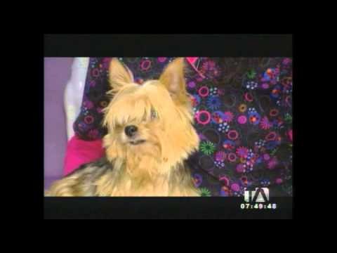 ¿Nuestras mascotas pueden tener Alzheimer?