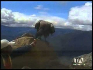 Imágenes en internet muestran a una persona alimentando a un pichón de cóndor