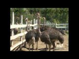 Plumas de avestruces criadas en granjas ecuatorianas