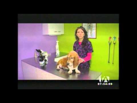 ¿A partir de qué edad empieza la vejez de nuestras mascotas?