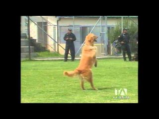 Escuela canina a cargo de la Policía Nacional