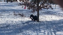 Kid Slams Into Tree While Sledding Down Slope