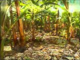 Agricultores de banano y cacao se benefician por falta de lluvias