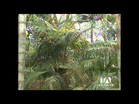 Quienes comercialicen la palma de ramos serán sancionados hasta con tres años de prisión