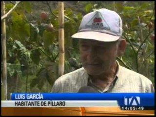 5 En Píllaro cultivan Jícama, producto ancestral