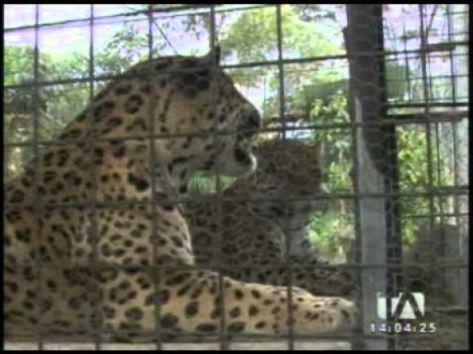 Avistan osos en zonas pobladas de Limón Indaza