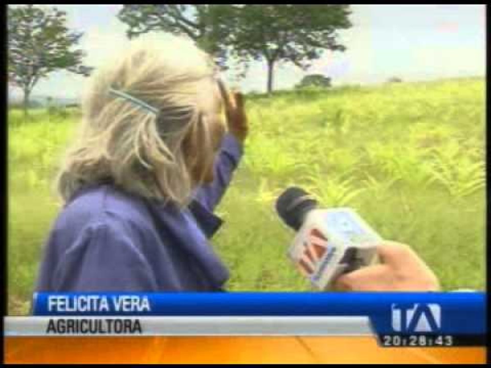 Se perdieron cosechas por sequía en Manabi