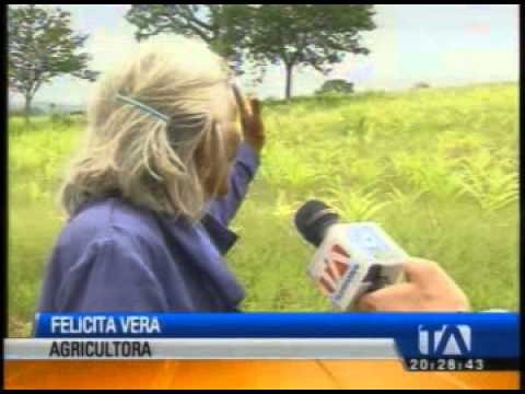 Se perdieron cosechas por sequía en Manabi