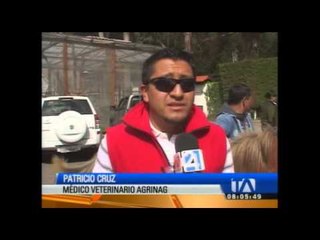 Gavilán rescatado fue liberado en su hábitat natural