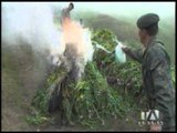 Militares destruyen plantación de amapola