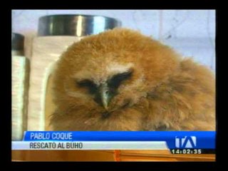 Joven rescata a búho en Cotaló
