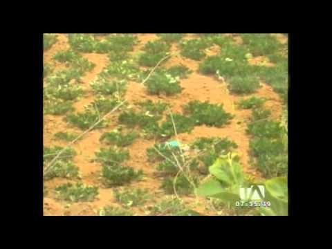 Sequía en cultivos afecta a varios cantones de Loja