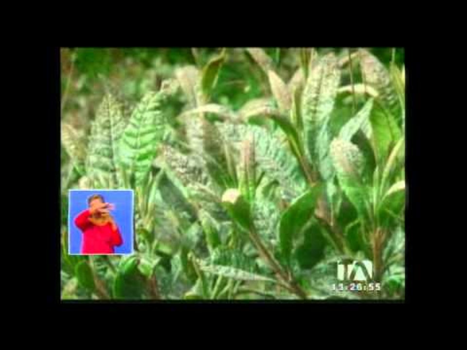 Ceniza del volcán Tungurahua afecta a poblaciones aledañas