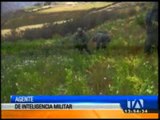 Ejército destruye plantas de amapola encontradas en Chimborazo