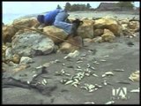 Miles de peces muertos en la playa de Jambelí