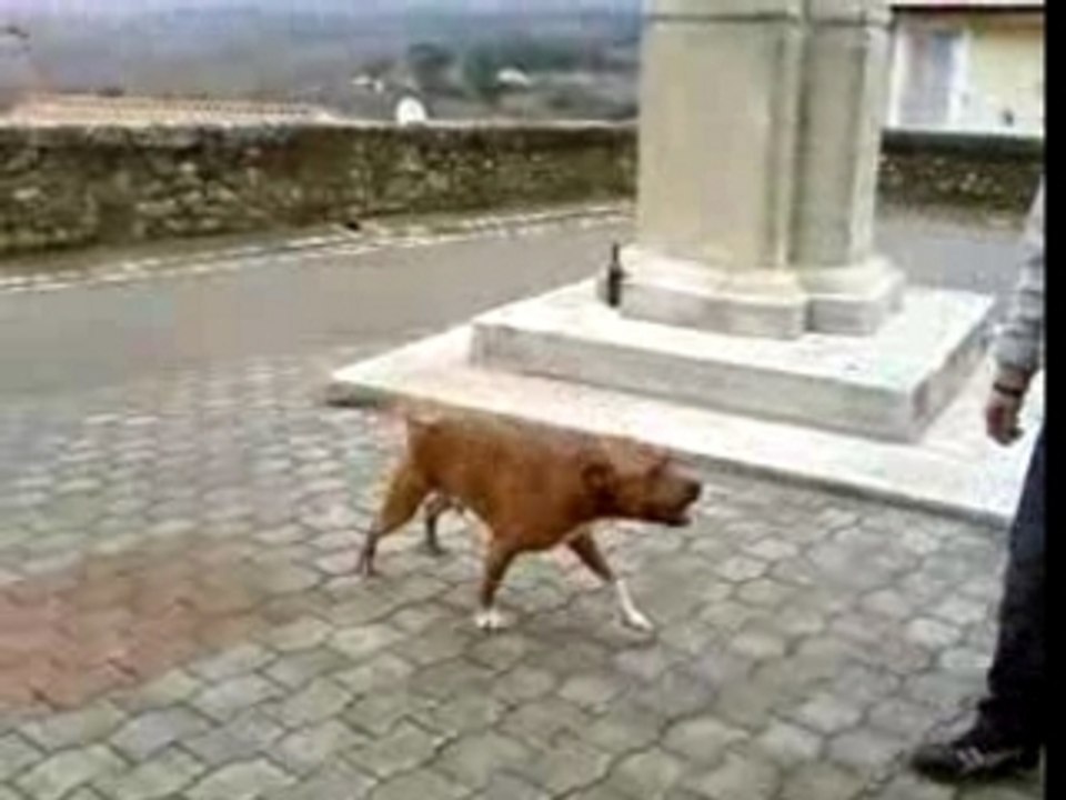 Kayzer le chien d'attaque a la zonz