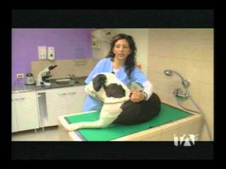 Por qué no cortar las orejas o cola a su mascota