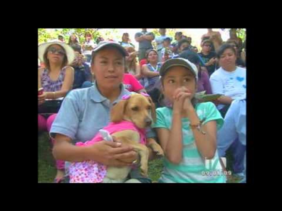 56 perros participaron en un desfile de modas