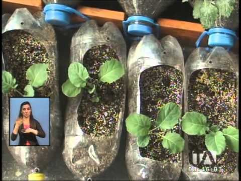 Mi Huerto Mi Casa , una iniciativa que le enseña a producir sus propios alimentos