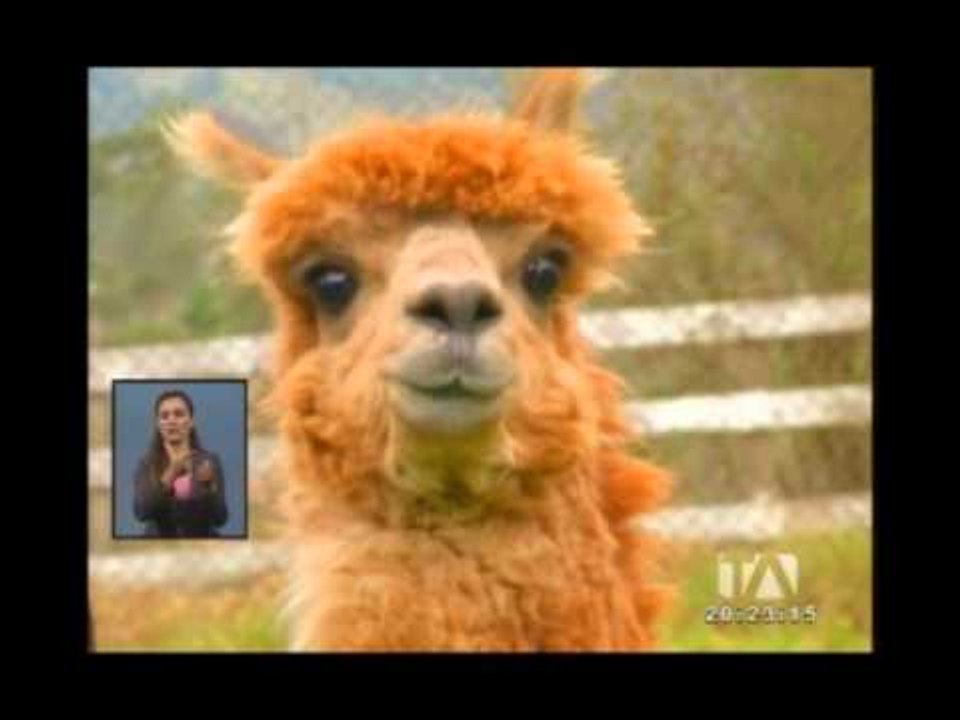 Los misteriosos y gélidos paisajes andinos en Cotopaxi y Chimborazo