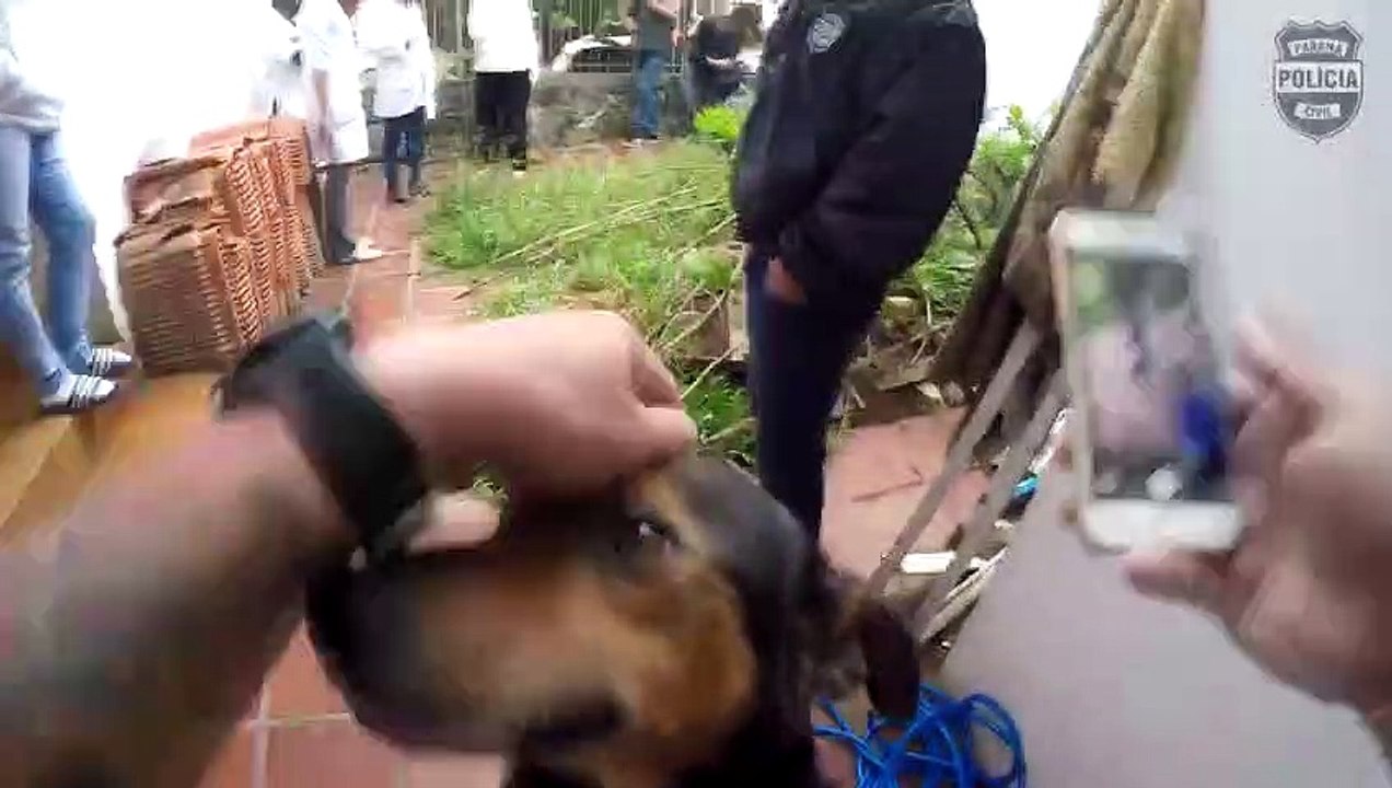 Polícia Civil prende homem que maltratava cachorros