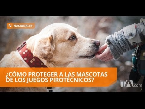 Cómo evitar que su mascota se asuste por los juegos pirotécnicos