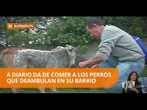 Hombre alimenta a 30 perros abandonados