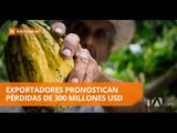 Sector cacaotero del país sufre duro golpe - Teleamazonas