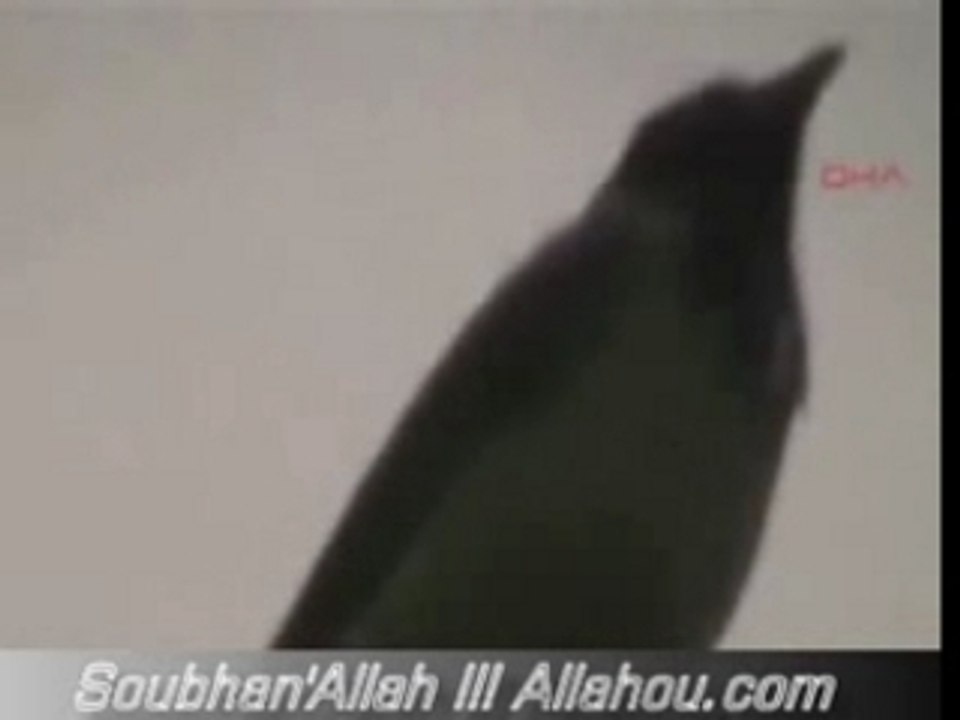 Miracle : Un oiseau dit "Allah"