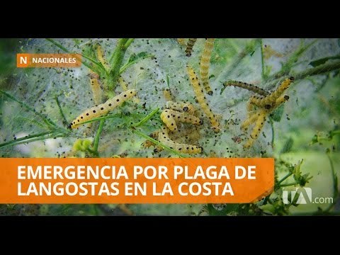 Plaga amenaza cultivos en cuatro provincias - Teleamazonas