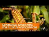 90% de cultivos de maíz en Manabí están perdidos - Teleamazonas