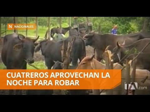 Mil reses fueron robadas en un año - Teleamazonas
