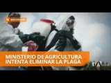 Emergencia fitosanitaria en el sector maicero del país - Teleamazonas